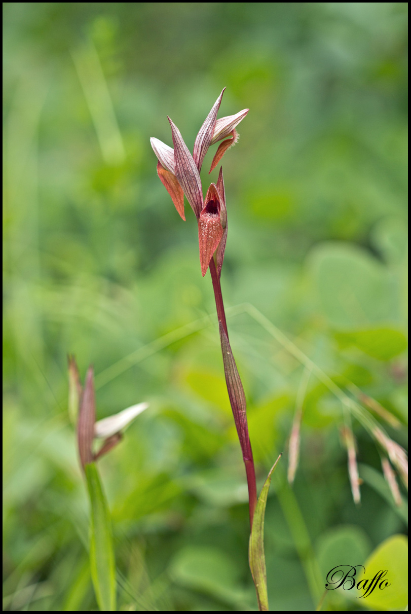 Serapias vomeracea